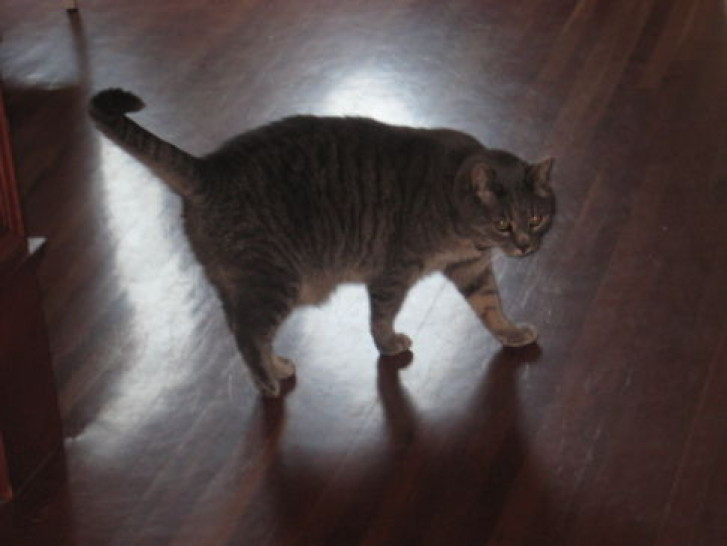 Picture of a cat / kitten / feline