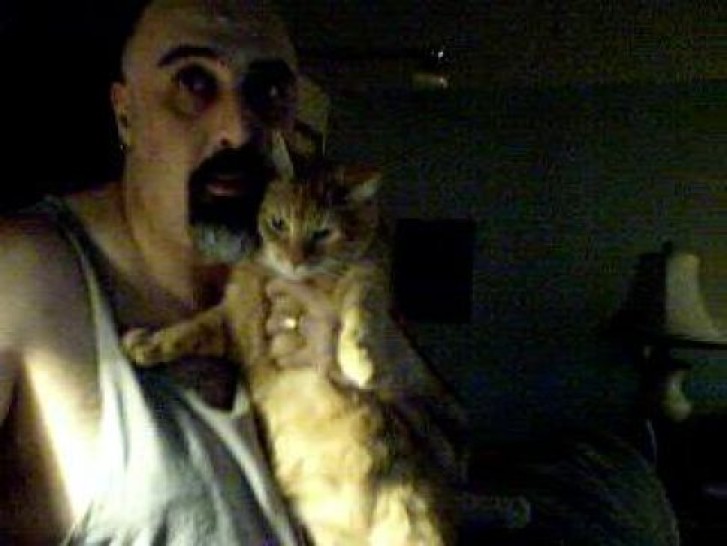 Picture of a cat / kitten / feline