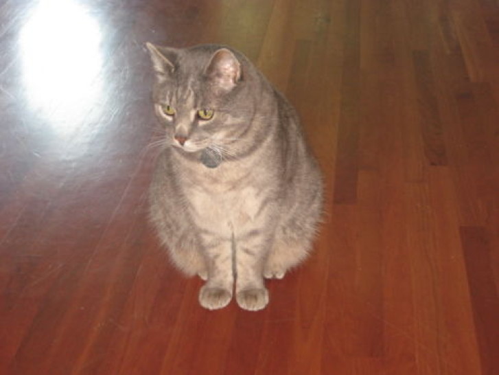 Picture of a cat / kitten / feline