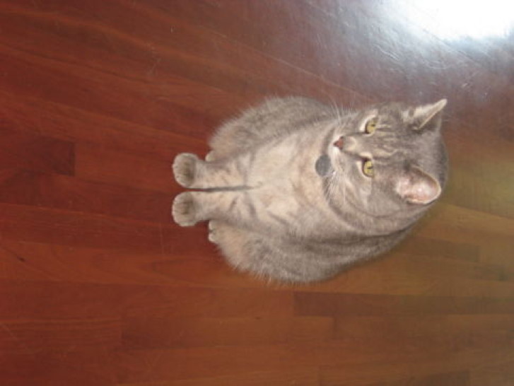 Picture of a cat / kitten / feline