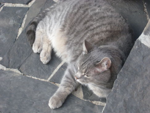 Picture of a cat / kitten / feline