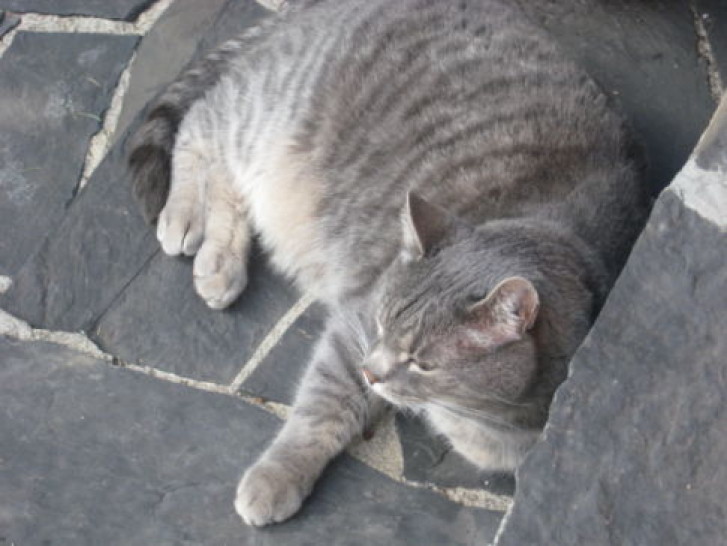 Picture of a cat / kitten / feline