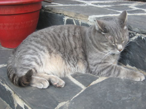 Picture of a cat / kitten / feline