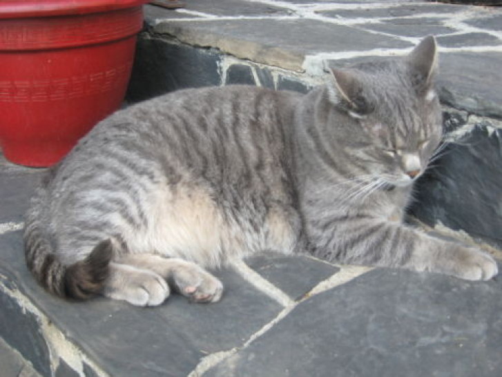 Picture of a cat / kitten / feline