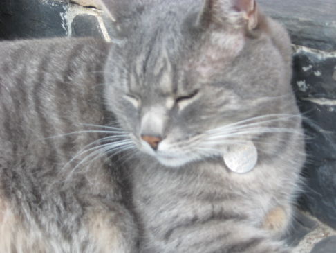 Picture of a cat / kitten / feline