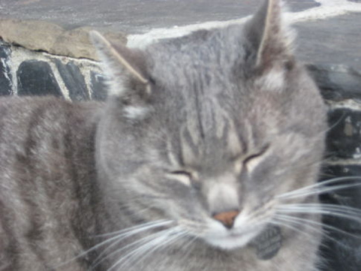 Picture of a cat / kitten / feline