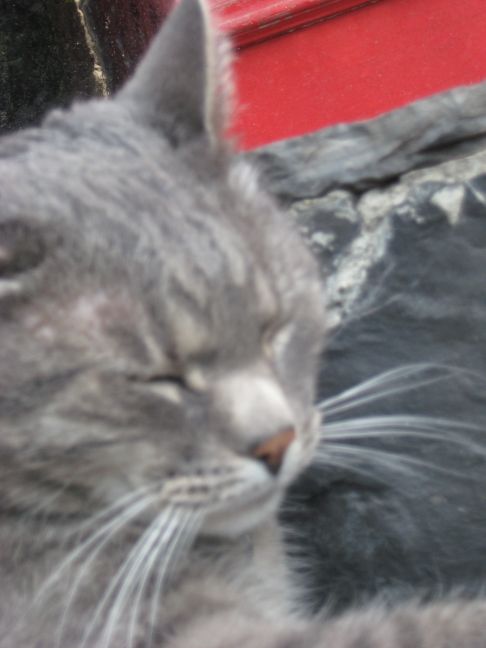 Picture of a cat / kitten / feline