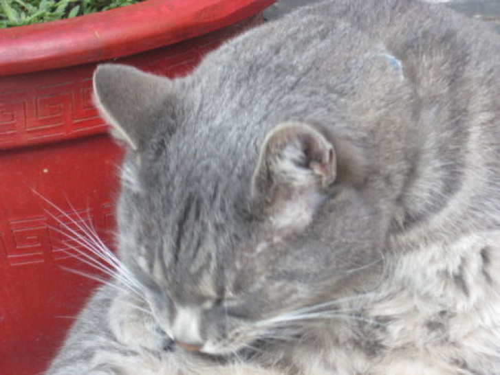 Picture of a cat / kitten / feline