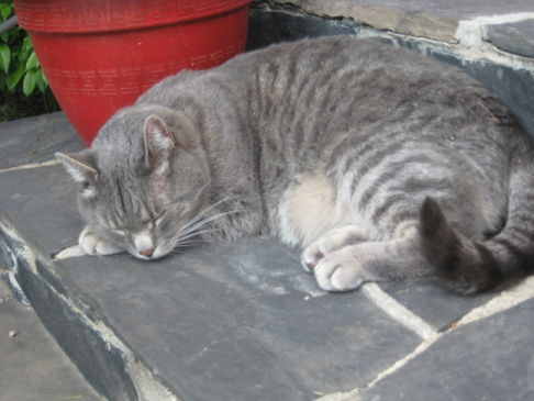 Picture of a cat / kitten / feline