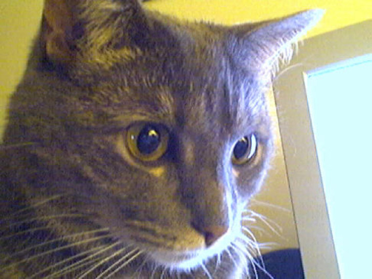 Picture of a cat / kitten / feline