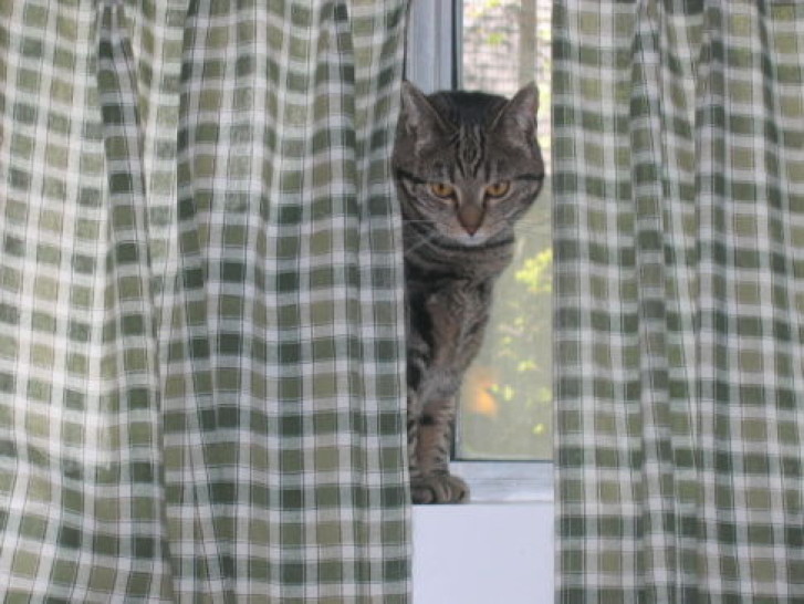 Picture of a cat / kitten / feline