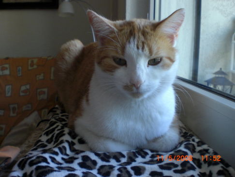 Picture of a cat / kitten / feline