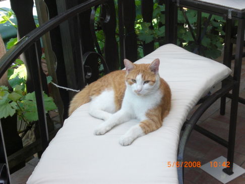 Picture of a cat / kitten / feline