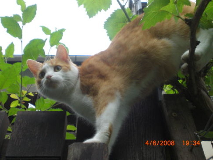 Picture of a cat / kitten / feline