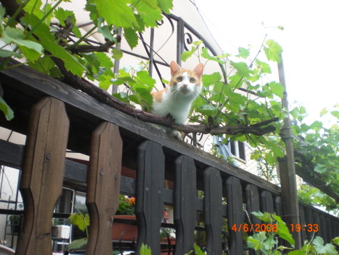 Picture of a cat / kitten / feline