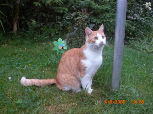 Picture of a cat / kitten / feline