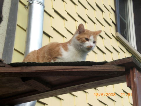 Picture of a cat / kitten / feline