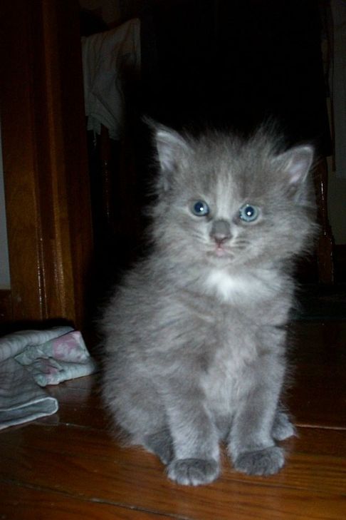 Picture of a cat / kitten / feline