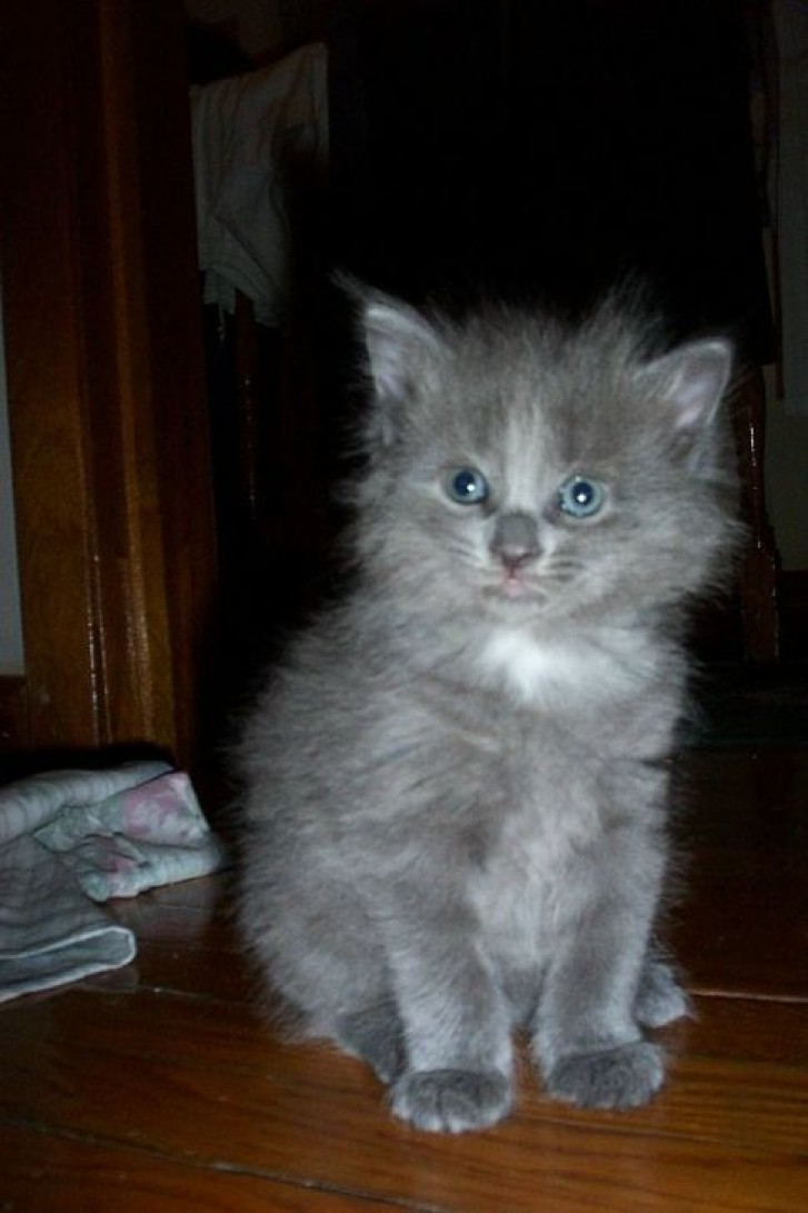 Picture of a cat / kitten / feline