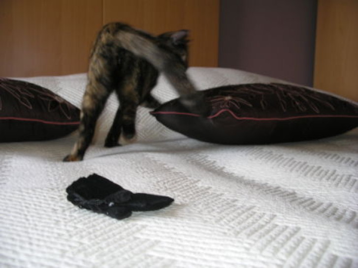 Picture of a cat / kitten / feline