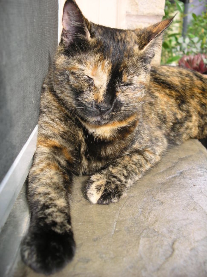 Picture of a cat / kitten / feline