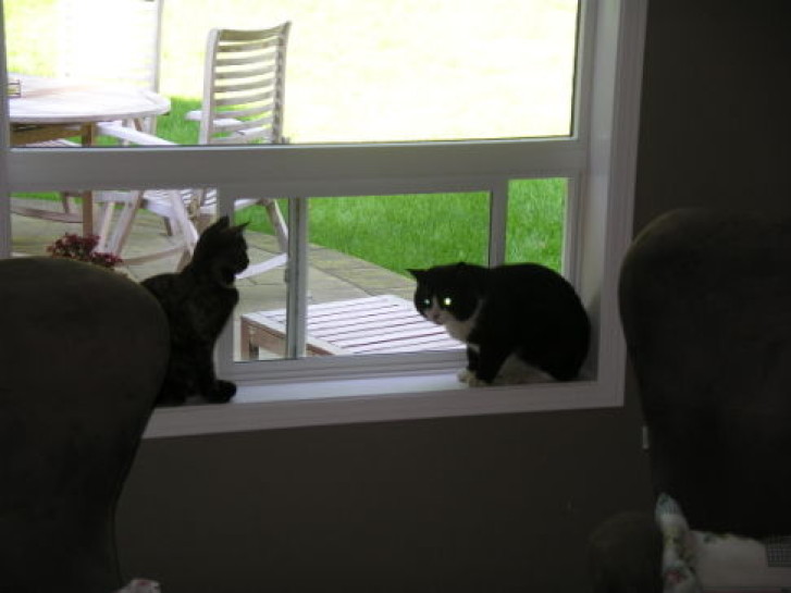 Picture of a cat / kitten / feline