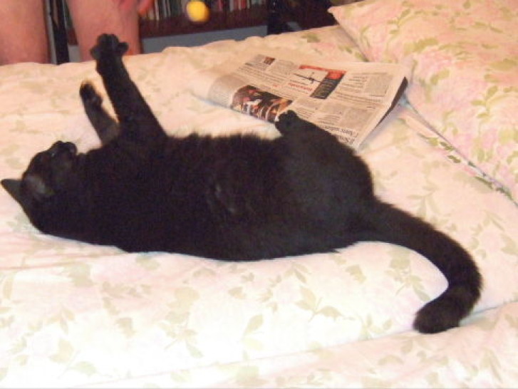 Picture of a cat / kitten / feline