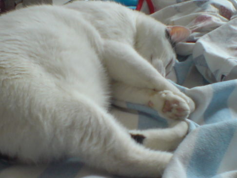 Picture of a cat / kitten / feline