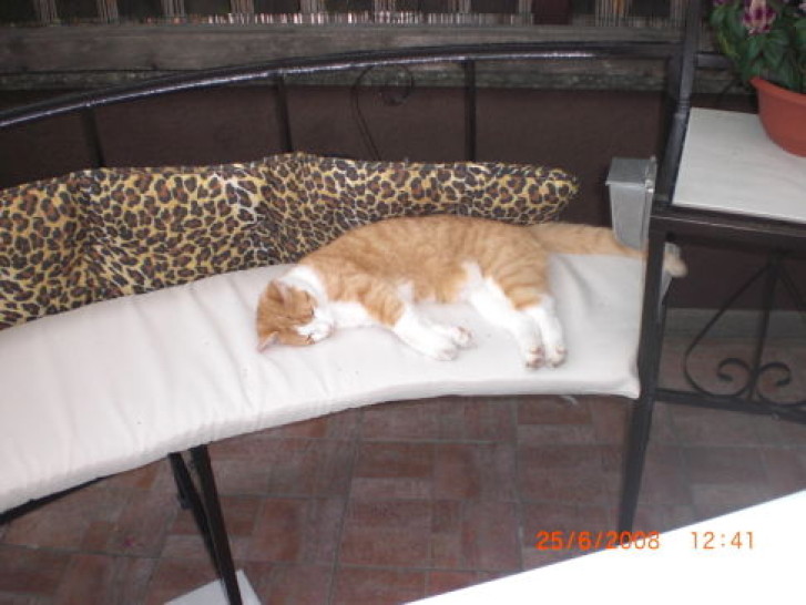 Picture of a cat / kitten / feline