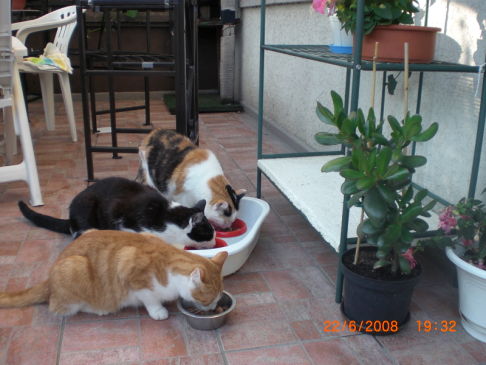 Picture of a cat / kitten / feline