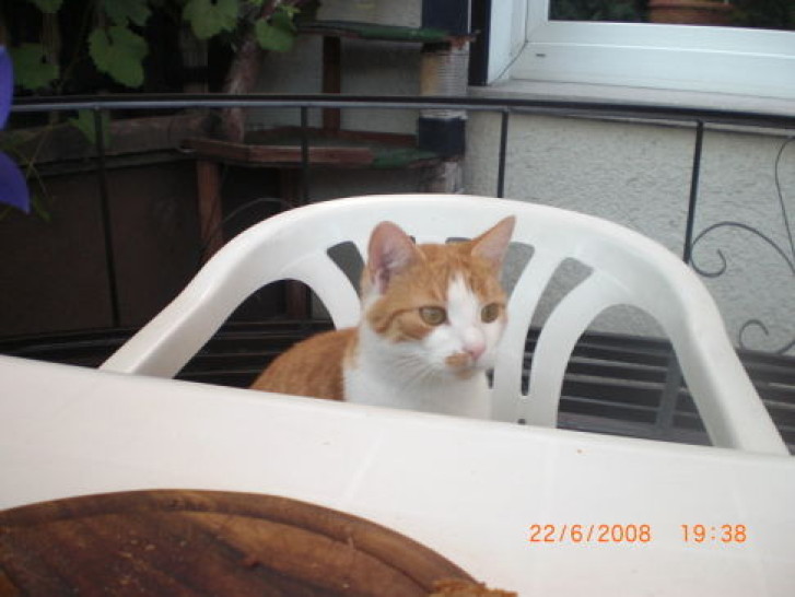 Picture of a cat / kitten / feline