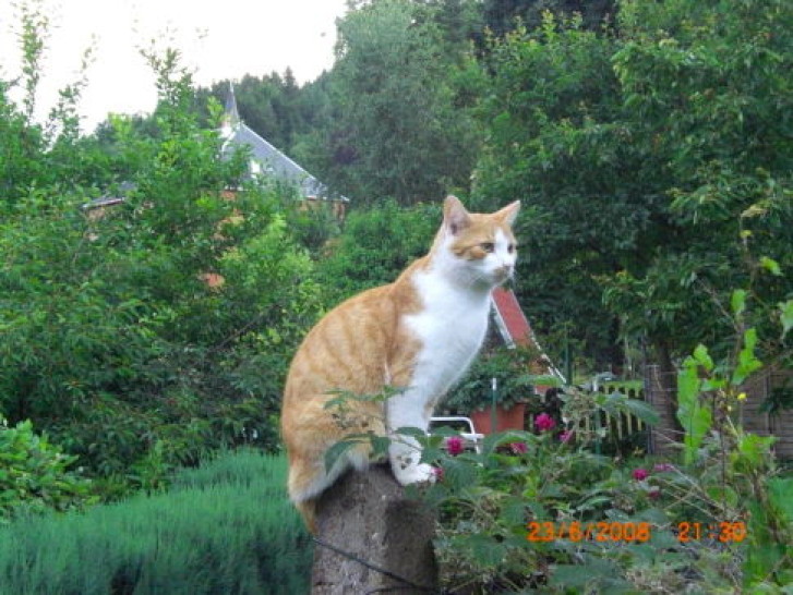 Picture of a cat / kitten / feline