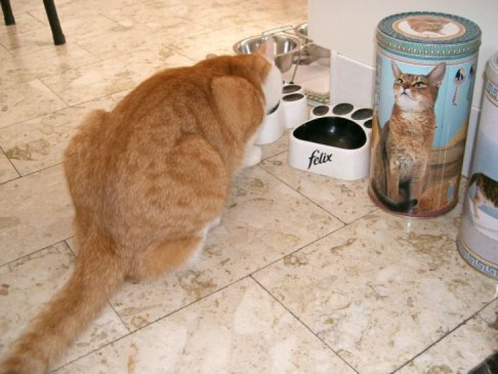 Picture of a cat / kitten / feline