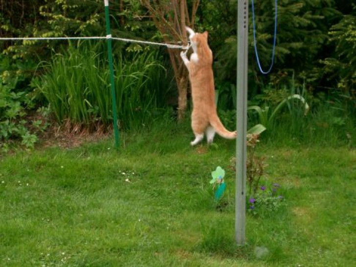 Picture of a cat / kitten / feline