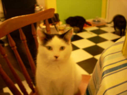 Picture of a cat / kitten / feline