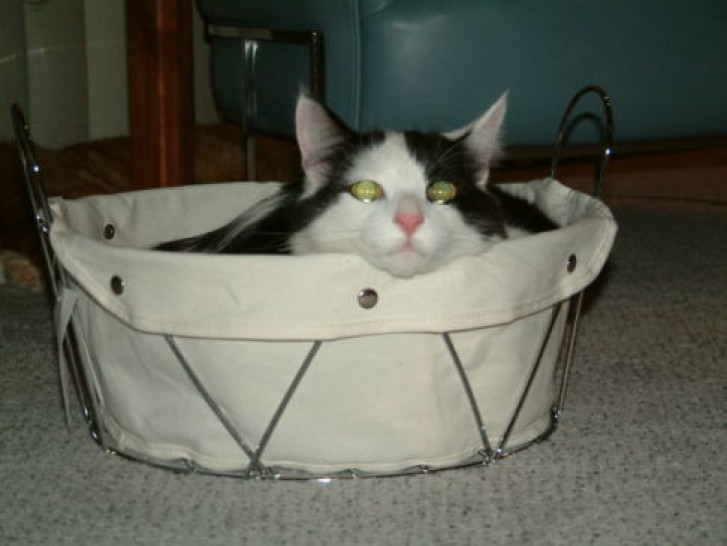 Picture of a cat / kitten / feline