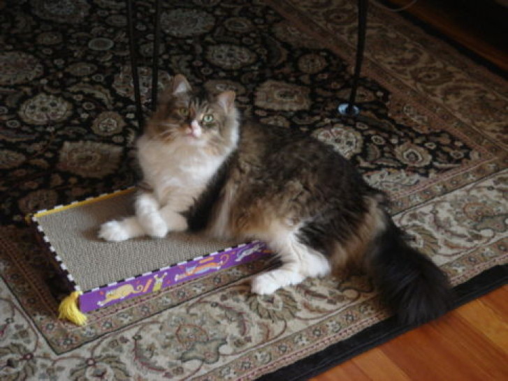 Picture of a cat / kitten / feline