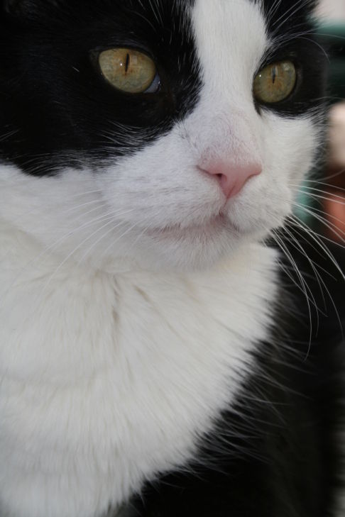 Picture of a cat / kitten / feline