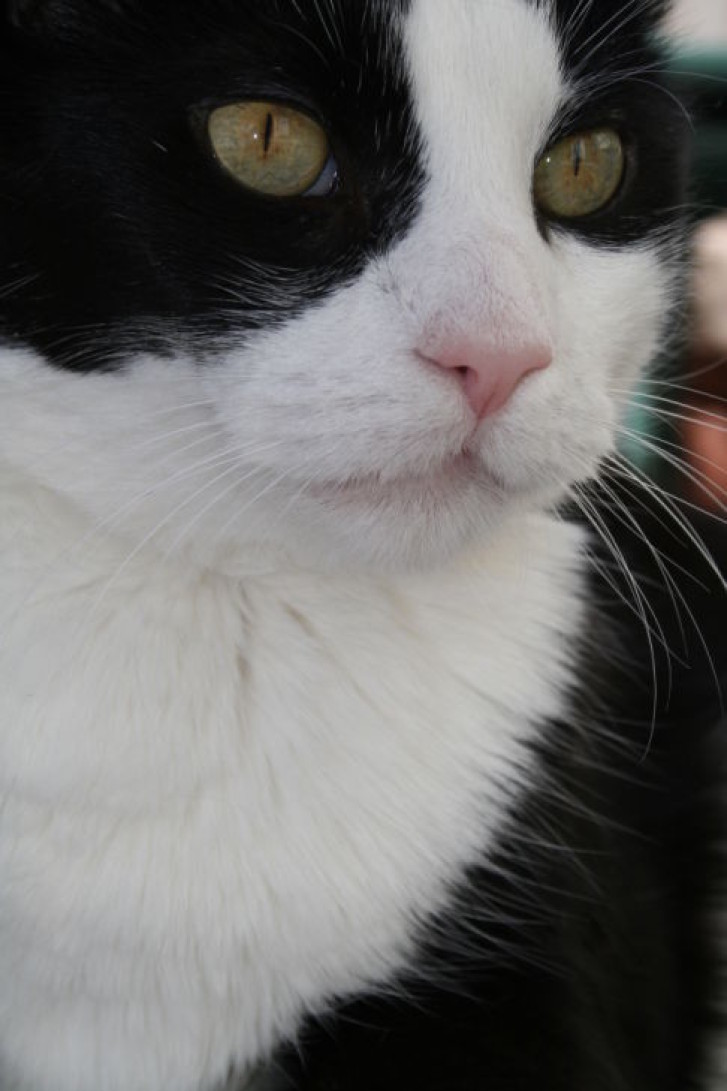 Picture of a cat / kitten / feline