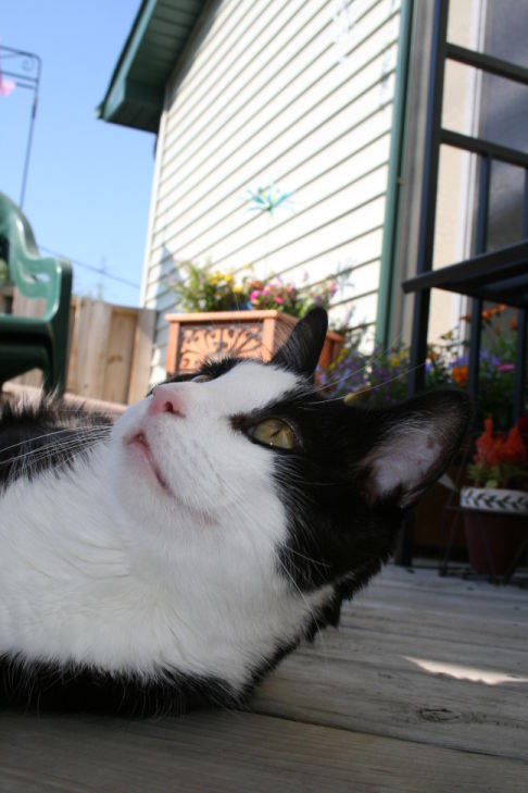 Picture of a cat / kitten / feline