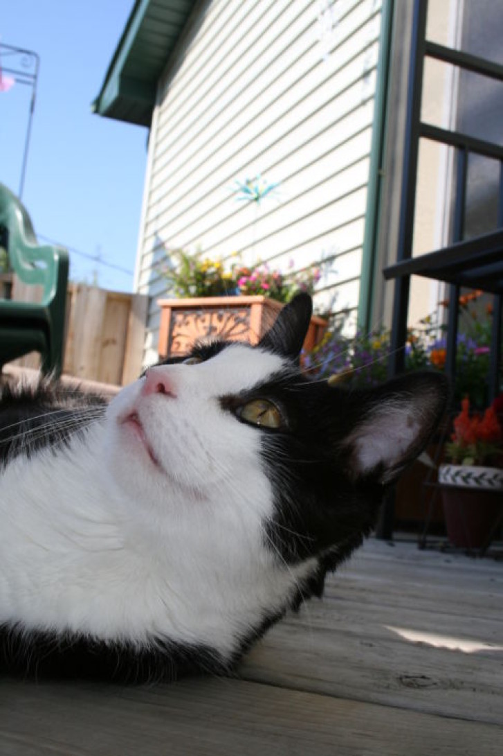 Picture of a cat / kitten / feline