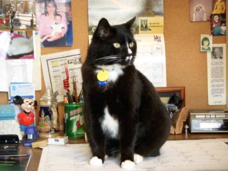 Picture of a cat / kitten / feline