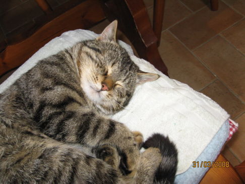 Picture of a cat / kitten / feline