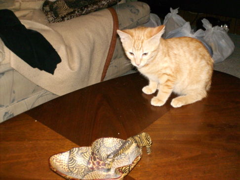 Picture of a cat / kitten / feline