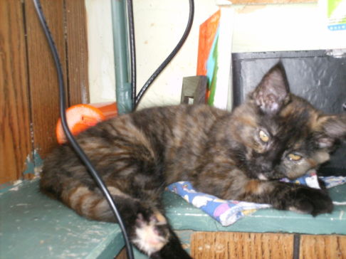 Picture of a cat / kitten / feline