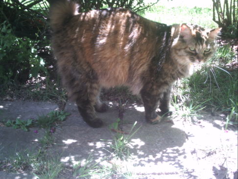 Picture of a cat / kitten / feline