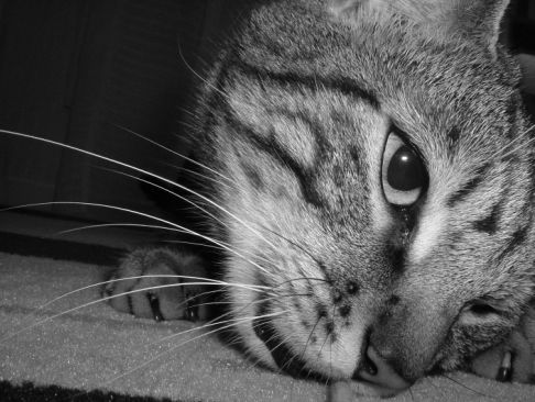 Picture of a cat / kitten / feline