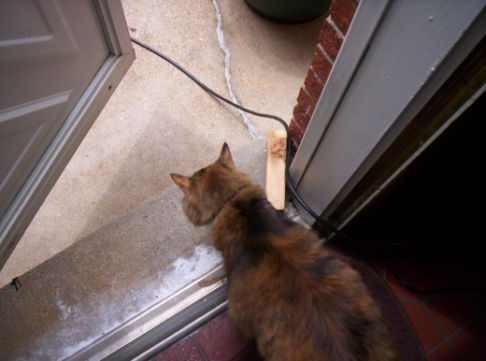 Picture of a cat / kitten / feline