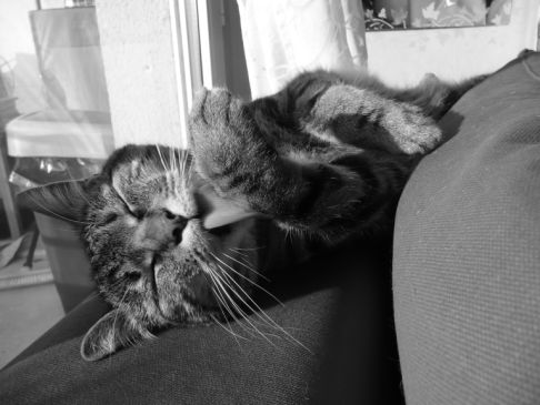 Picture of a cat / kitten / feline