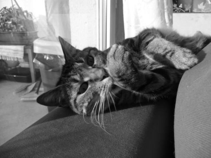 Picture of a cat / kitten / feline